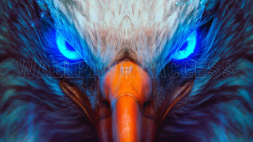 Eagle Wallpapers