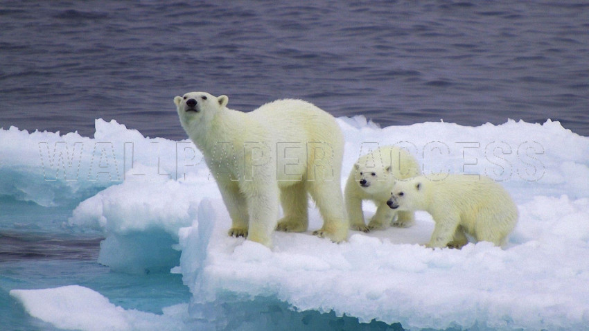 Polar Bear Wallpapers