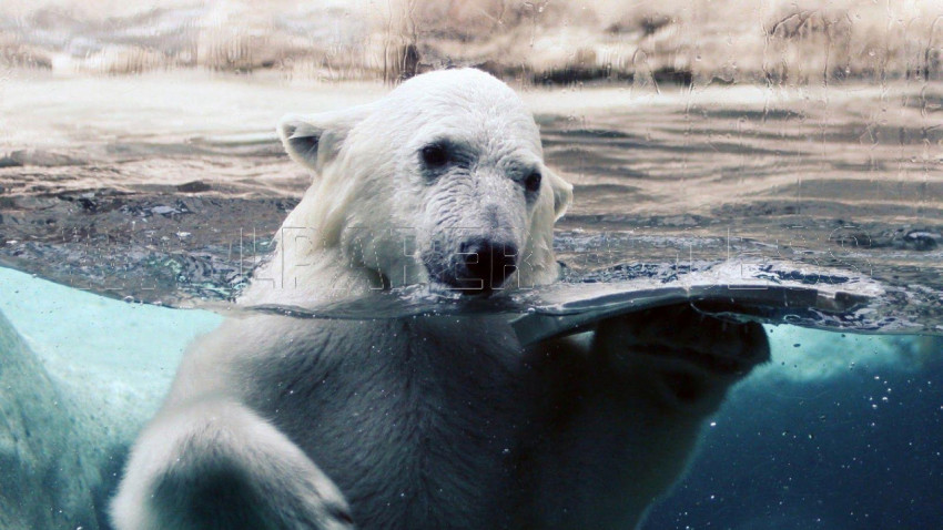 Polar Bear Wallpapers