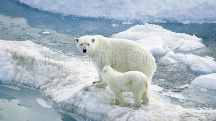Polar Bear Wallpapers