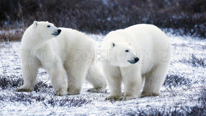 Polar Bear Wallpapers