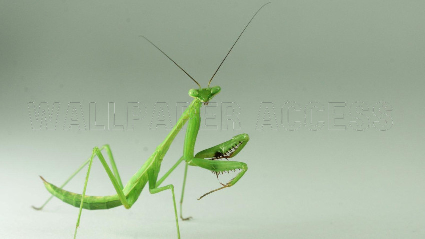 Mantis Wallpapers