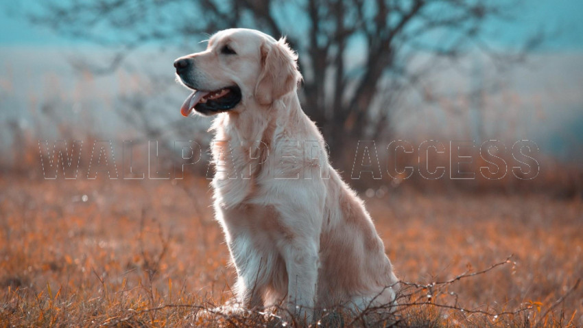 Labrador Wallpapers