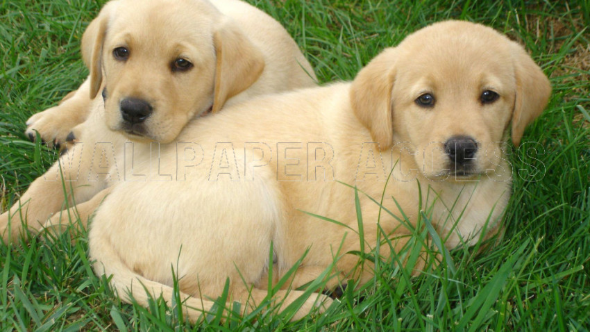 Labrador Wallpapers