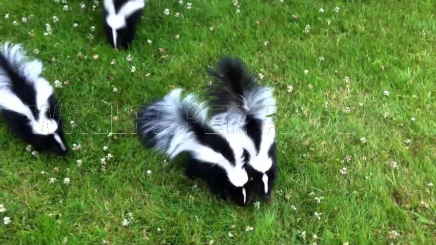 Skunk Wallpapers