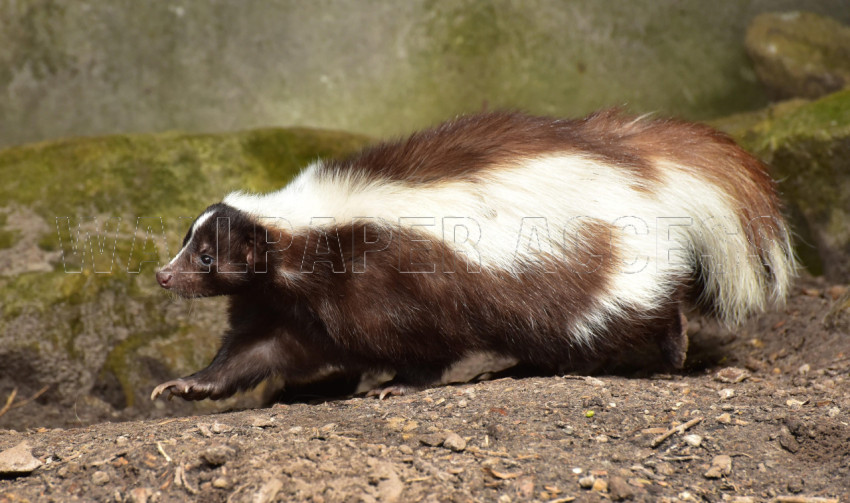 Skunk Wallpapers