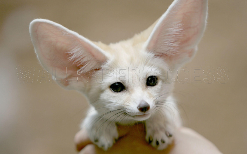 Fennec Fox Wallpapers