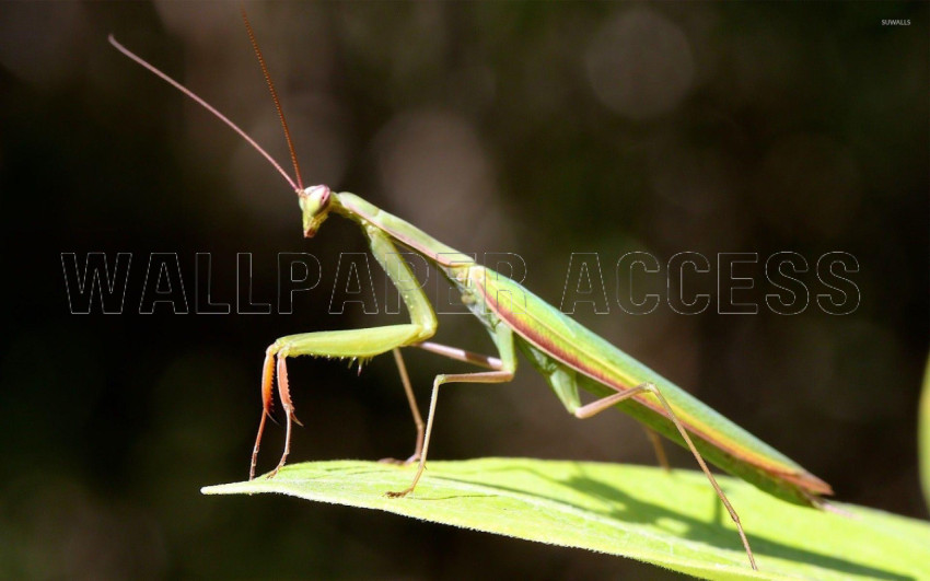 Mantis Wallpapers