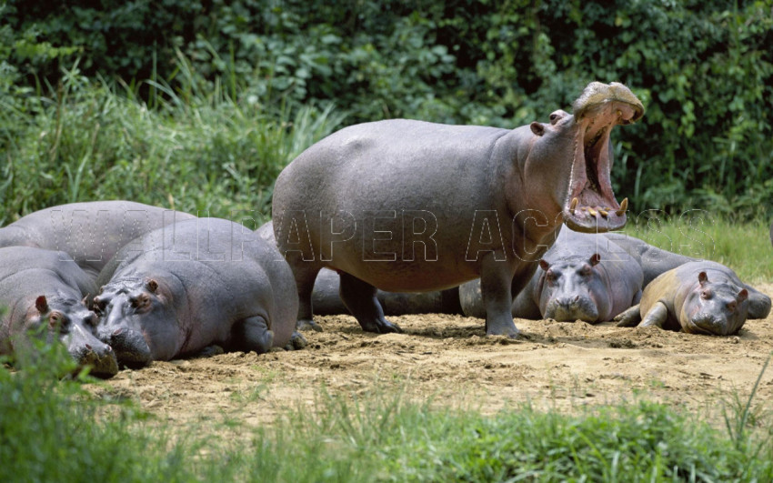 Hippopotamus Wallpapers