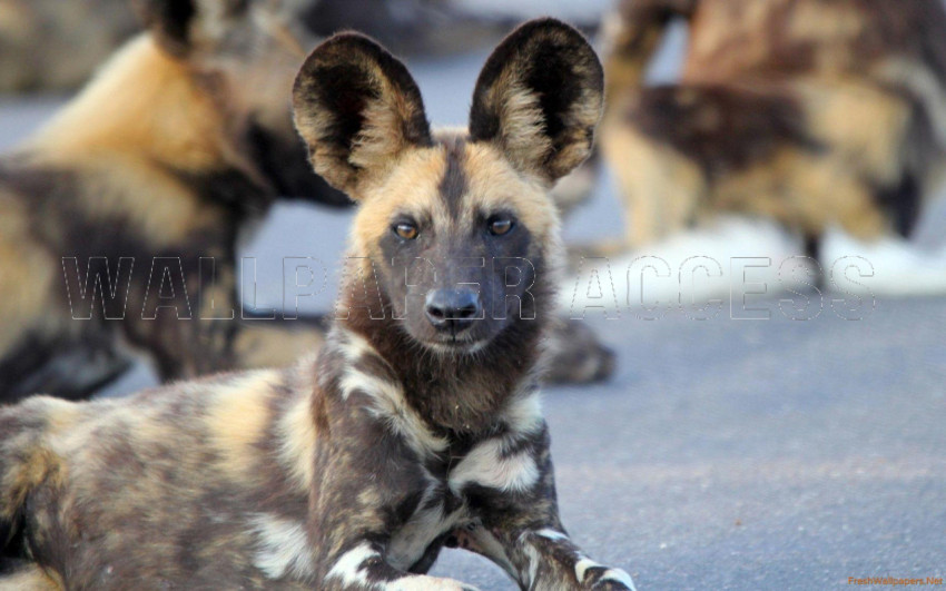 Hyena Wallpapers