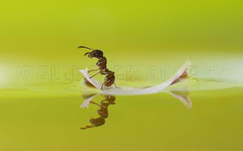 Ant Wallpapers