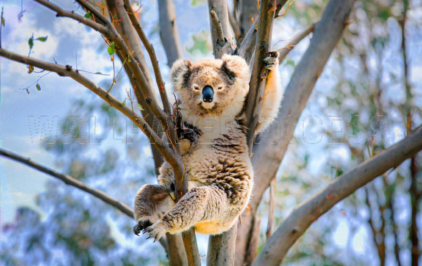 Koala Wallpapers