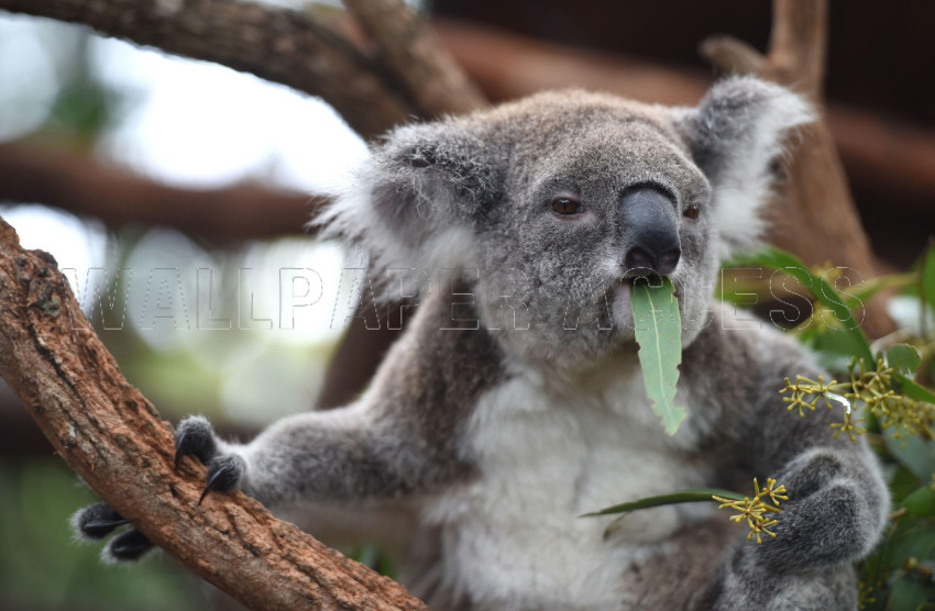Koala Wallpapers