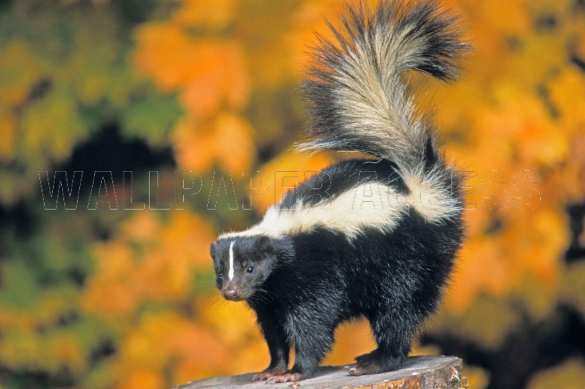 Skunk Wallpapers