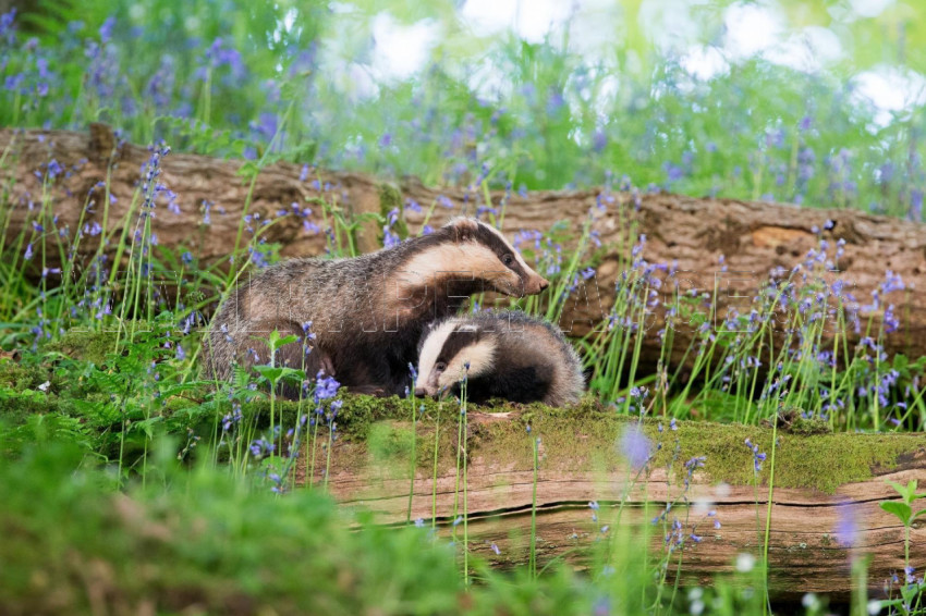 Badger Wallpapers