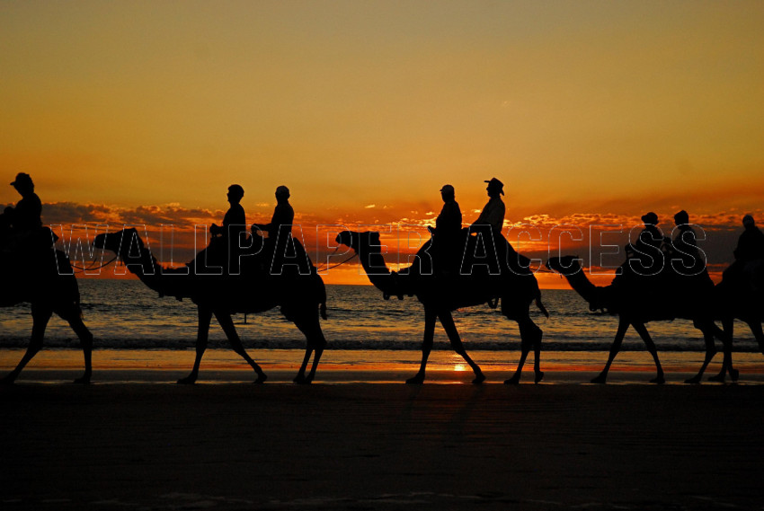 Camel Wallpapers