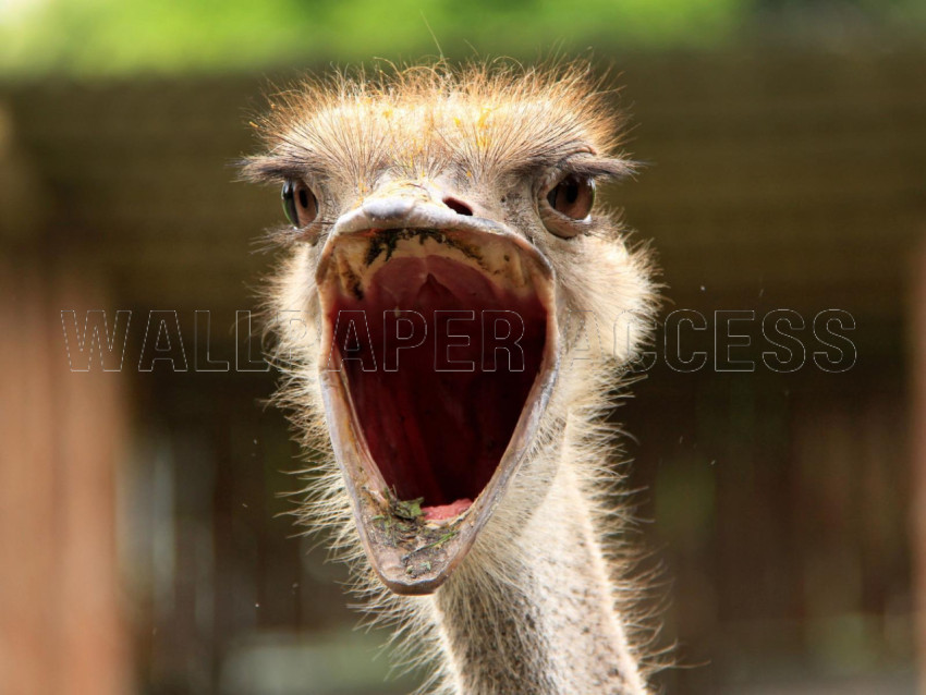 Ostrich Wallpapers