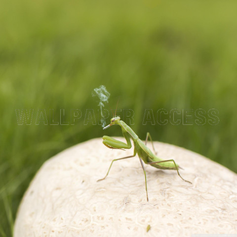 Mantis Wallpapers